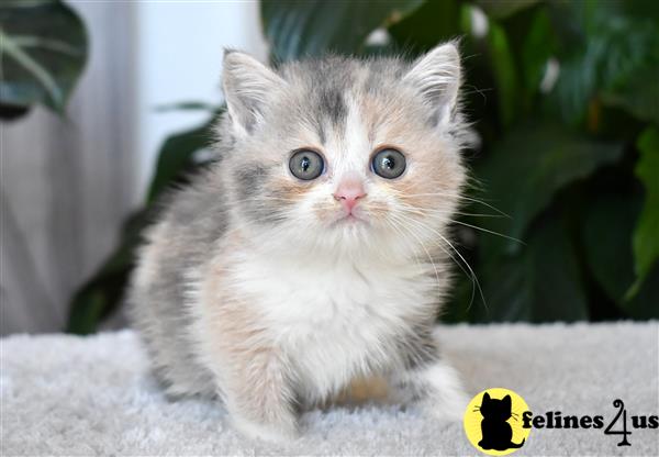 thechubbyfacedcat Picture 1